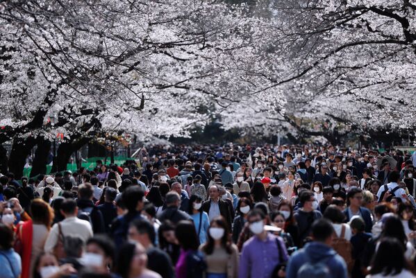 Посетители парка Ueno  во время цветения вишни в Японии  - Sputnik Латвия