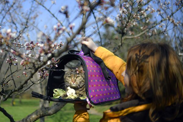 Кошка на фоне цветущей вишни в Румынии  - Sputnik Латвия