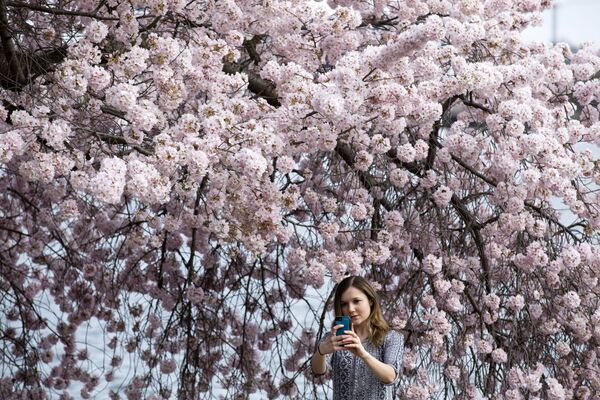 Девушка фотографируется на фоне цветущей вишни в Вашингтоне  - Sputnik Латвия