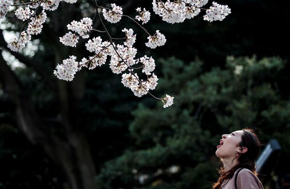 Женщина позирует на фоне цветущей вишни в  Токио  - Sputnik Латвия