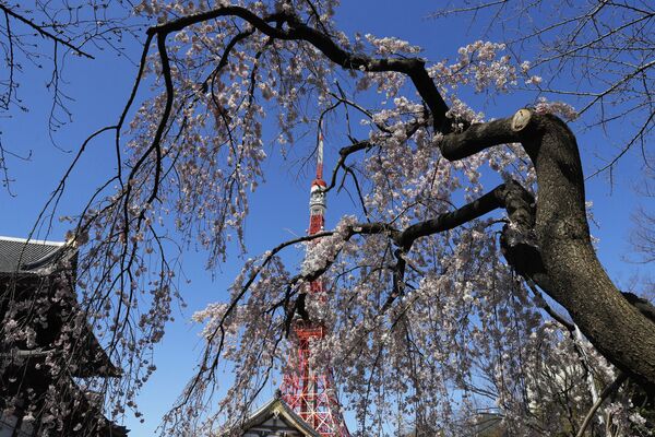 Телевизионная башня Токио в обрамлении цветущей вишни  - Sputnik Латвия