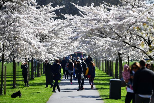 Посетители парка Баттерсея во время цветения вишни в Лондоне  - Sputnik Латвия