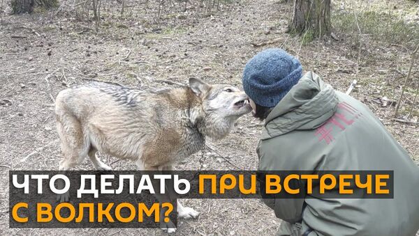 Опасный прохожий: волк гуляет по улицам города, как обычная собака - YouTube - Sputnik Латвия