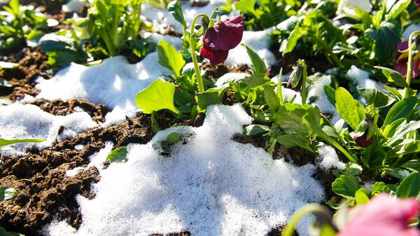 Снег на цветочной клумбе - Sputnik Latvija