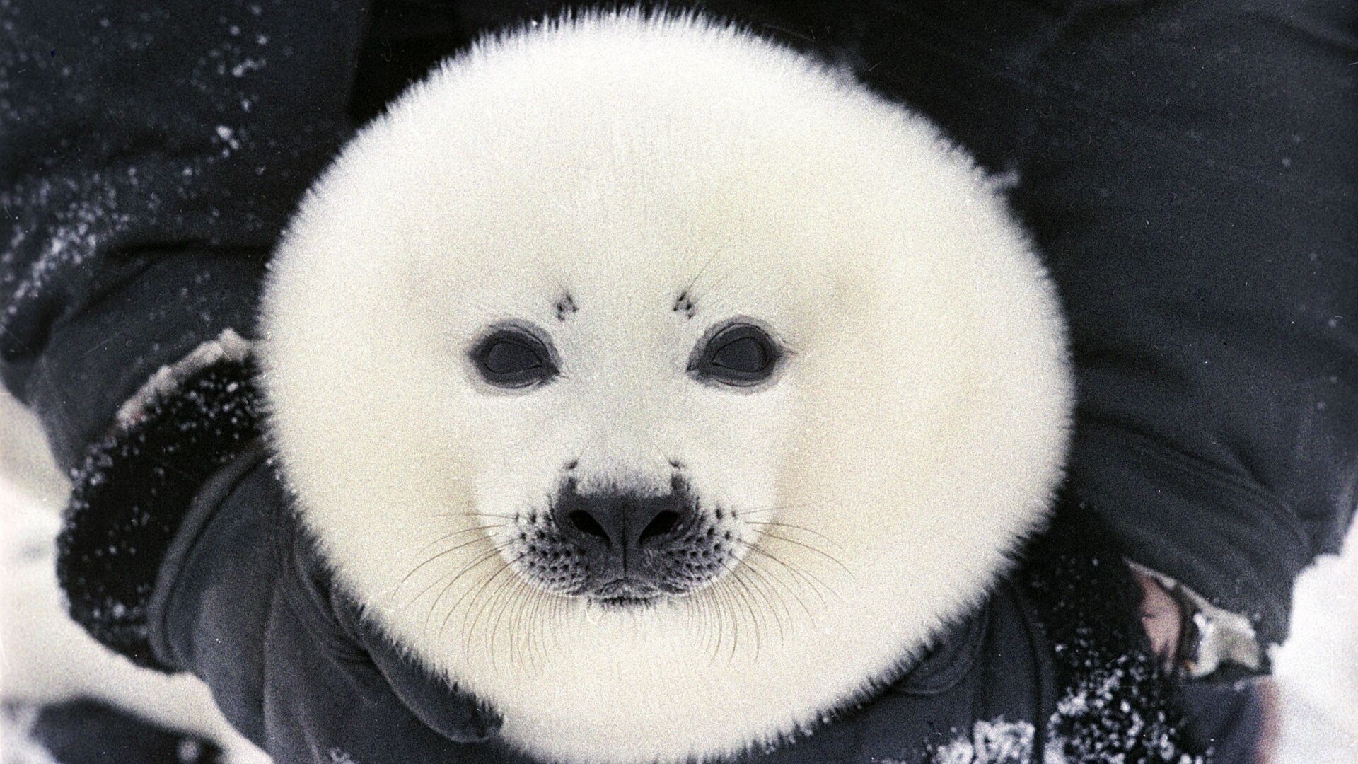 Белек, детеныш гренландского тюленя. - Sputnik Латвия, 1920, 18.03.2022
