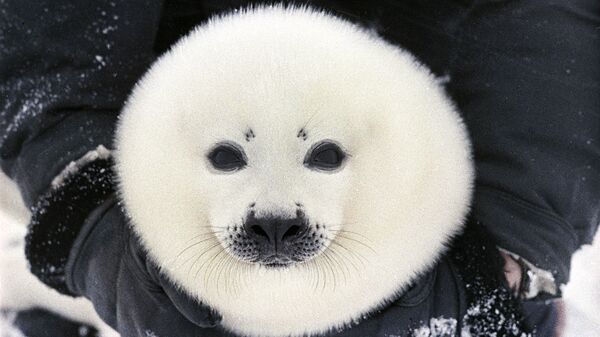 Белек, детеныш гренландского тюленя. - Sputnik Latvija