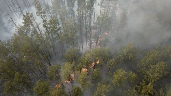 Лесной пожар - Sputnik Latvija