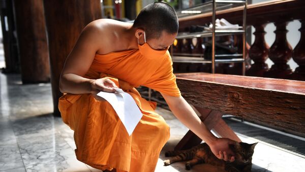 Буддийский монах в защитной маске гладит кошку в храме Ват Пак Нам в Бангкоке, Таиланд - Sputnik Латвия