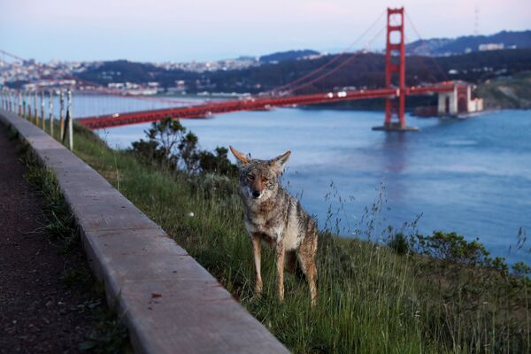 Koijots upes krastā Sanfrancisko Koijots upes krastā Sanfrancisko - Sputnik Latvija