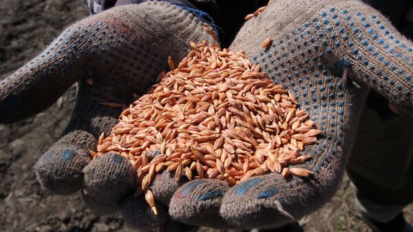 Зерно пшеницы в руках у механизатора - Sputnik Latvija