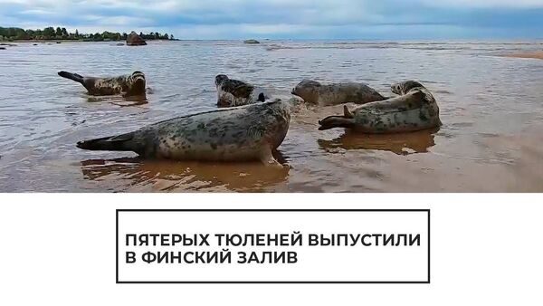 Пятерых тюленей выпустили в Финский залив - Sputnik Латвия
