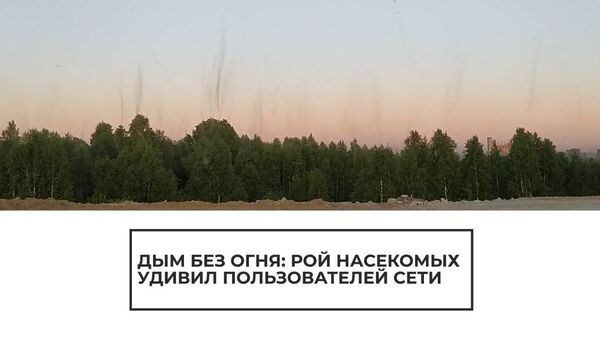 Комариный дым: посмотрите, какое интересное явление россияне сняли на видео - Sputnik Латвия