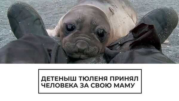 Детеныш тюленя принял человека за свою маму - Sputnik Латвия