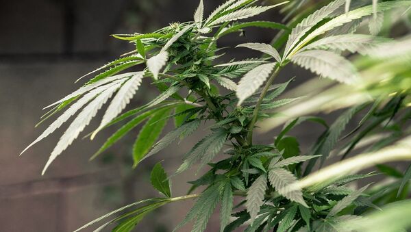Латвия легализация марихуаны сколько надо выращивать марихуану