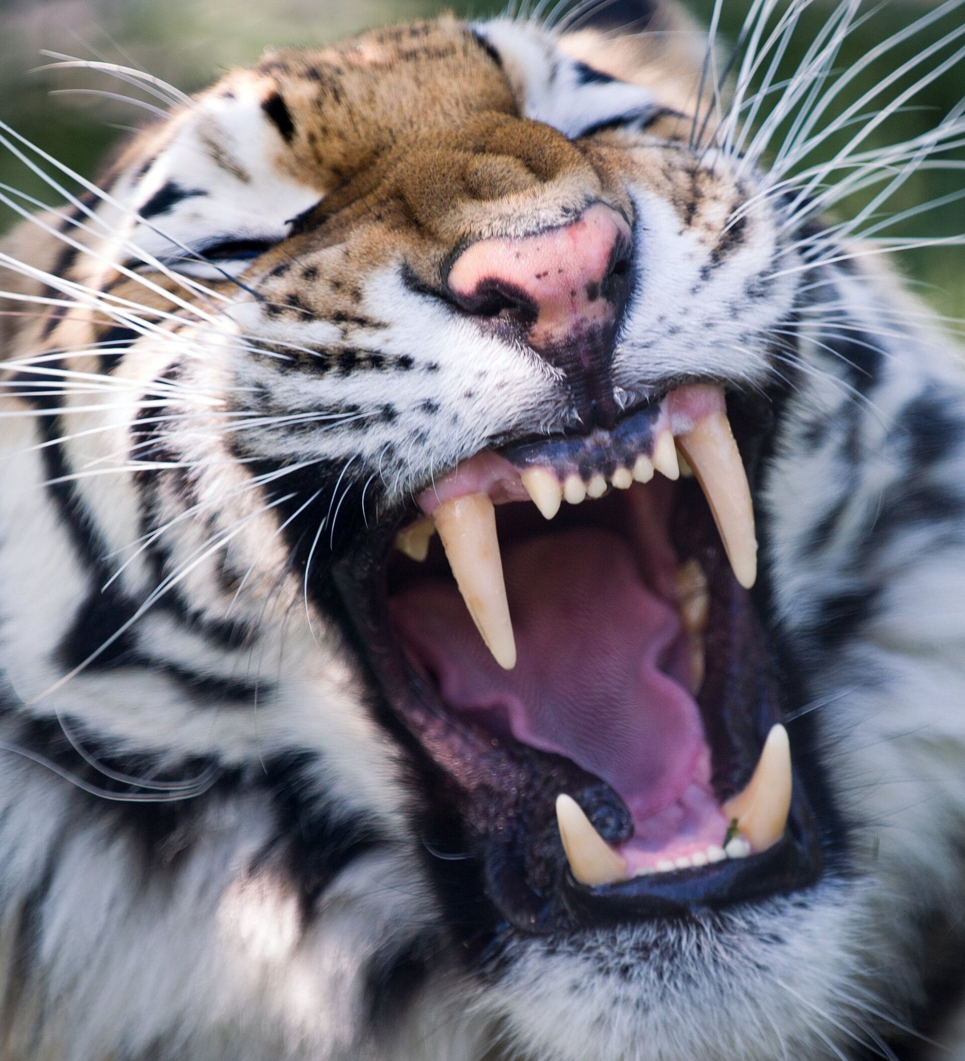 Рычащий тигр ревущий. Клыки тигра Саблезубый тигр. Амурский тигр клыки. Тигр оскал анфас. Зубы тигра.