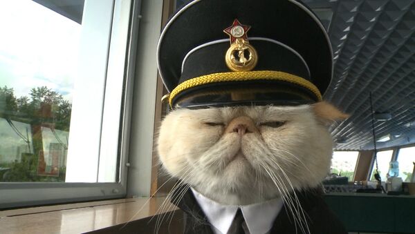 Хвостатый экипаж, или Как коты в форме служат на корабле и ходят в море - Sputnik Латвия
