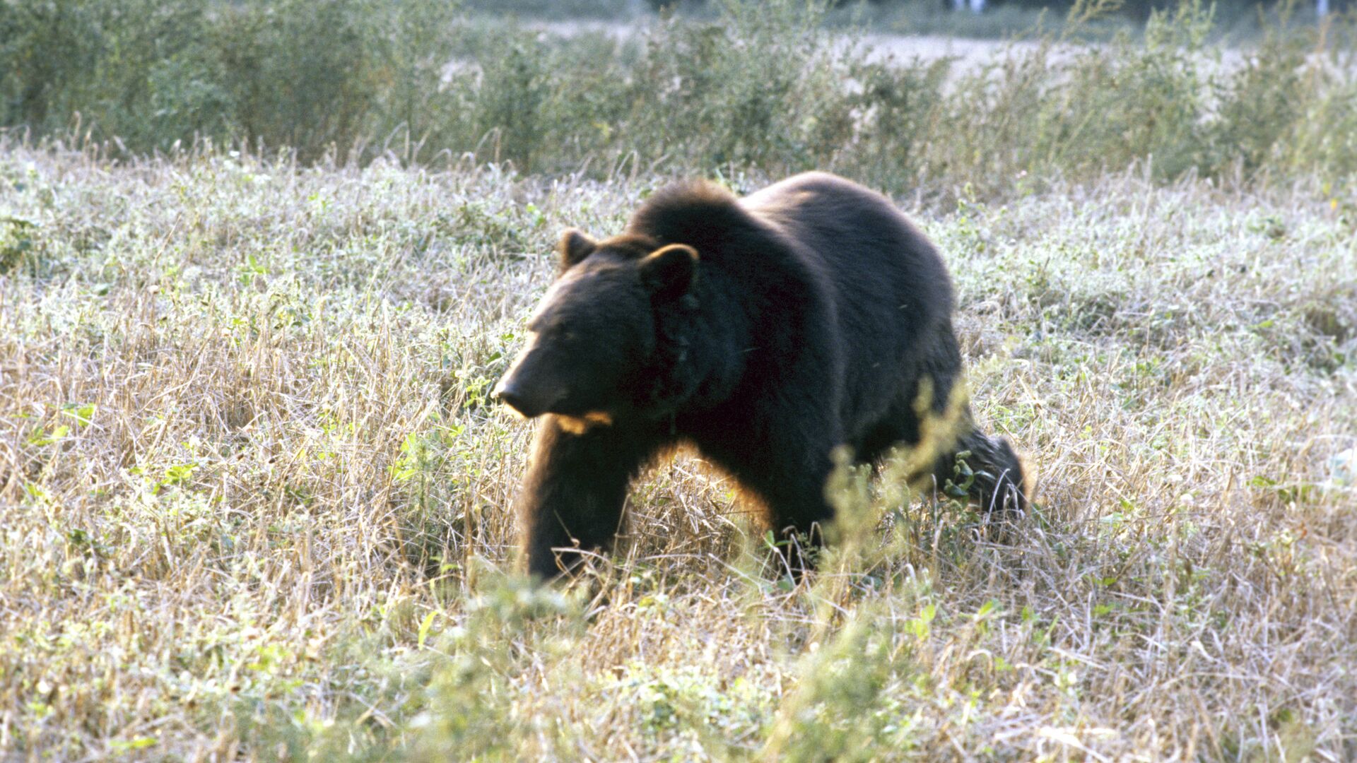 Бурый медведь - Sputnik Латвия, 1920, 16.03.2022
