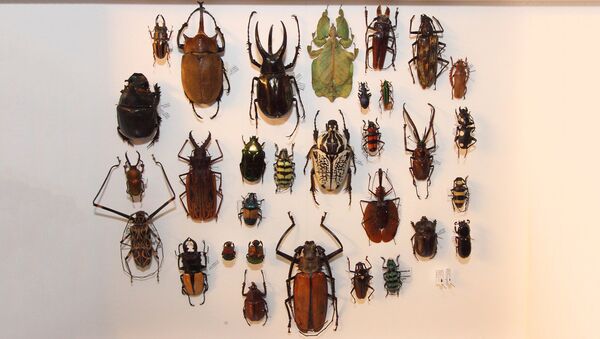 Коллекция жуков Даугавпилсского университета - Sputnik Latvija