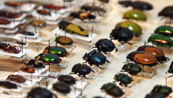 Коллекция жуков Даугавпилсского университета - Sputnik Латвия