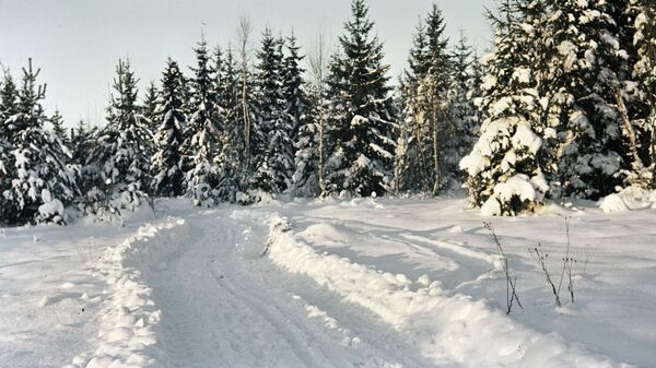 Лес зимой - Sputnik Латвия
