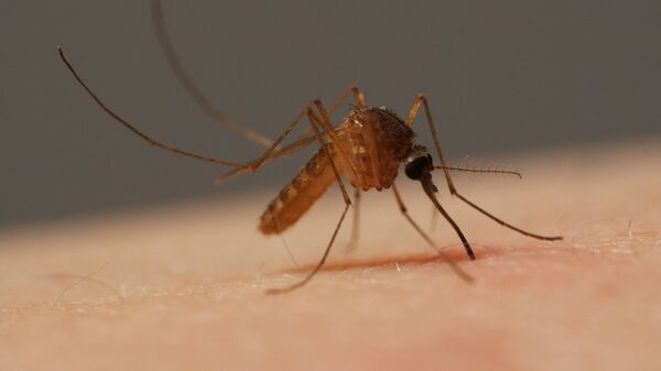 Комар впивается в кожу человека. - Sputnik Латвия