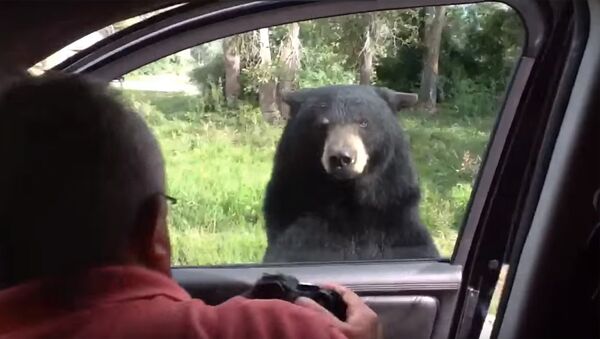 Медведь едва не забрался в машину - Sputnik Latvija