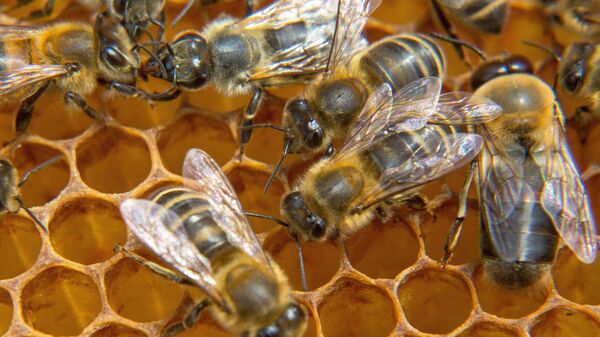 Пчелы на пасеке - Sputnik Latvija