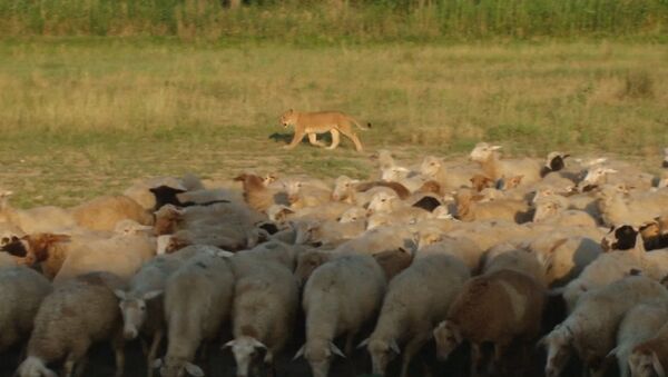 Львица-пастух, или Как Машка охраняет овец на ферме в Дагестане - Sputnik Латвия