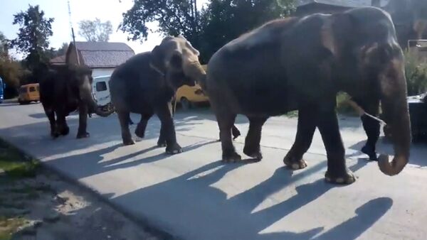 Слоны на улицах Златоуста - цирковые животные цепочкой прошли по городу - Sputnik Латвия
