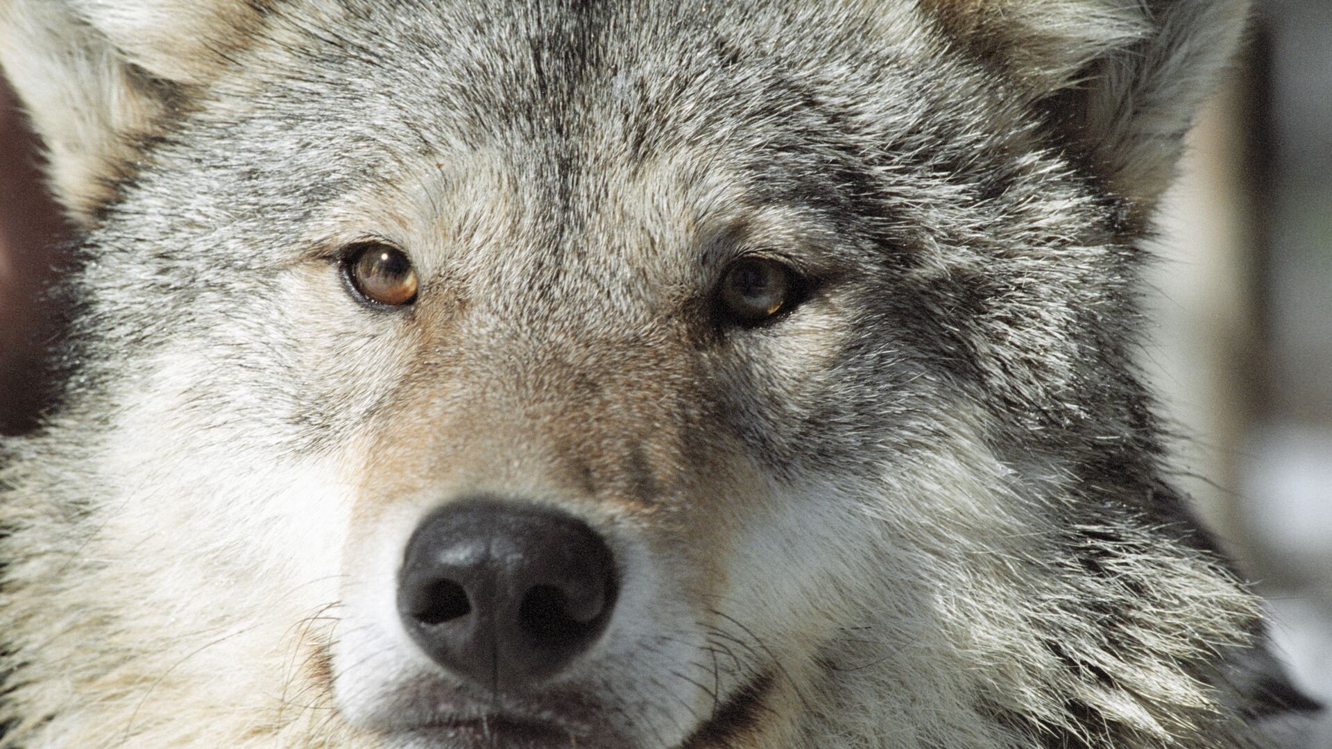 Ручной, но не домашний: волк из иркутского зоопарка, подносящий палку — Иркутск Сегодня