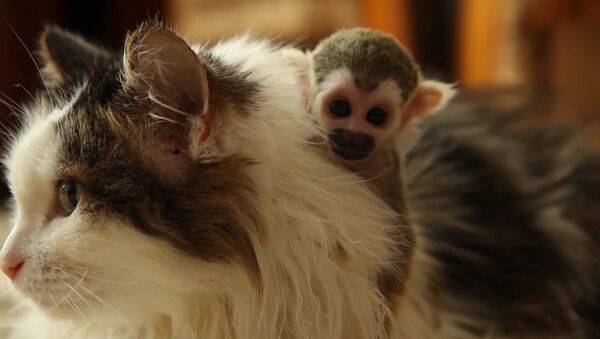 Брошенная родителями обезьяна обнимала приемную маму-кошку и каталась на ней - Sputnik Латвия