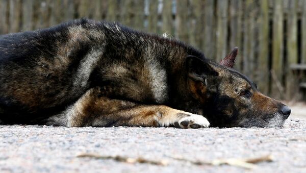 Собака лежит на дороге в деревне Талговичи, расположенной в зоне отчуждения Чернобыльской АЭС - Sputnik Латвия
