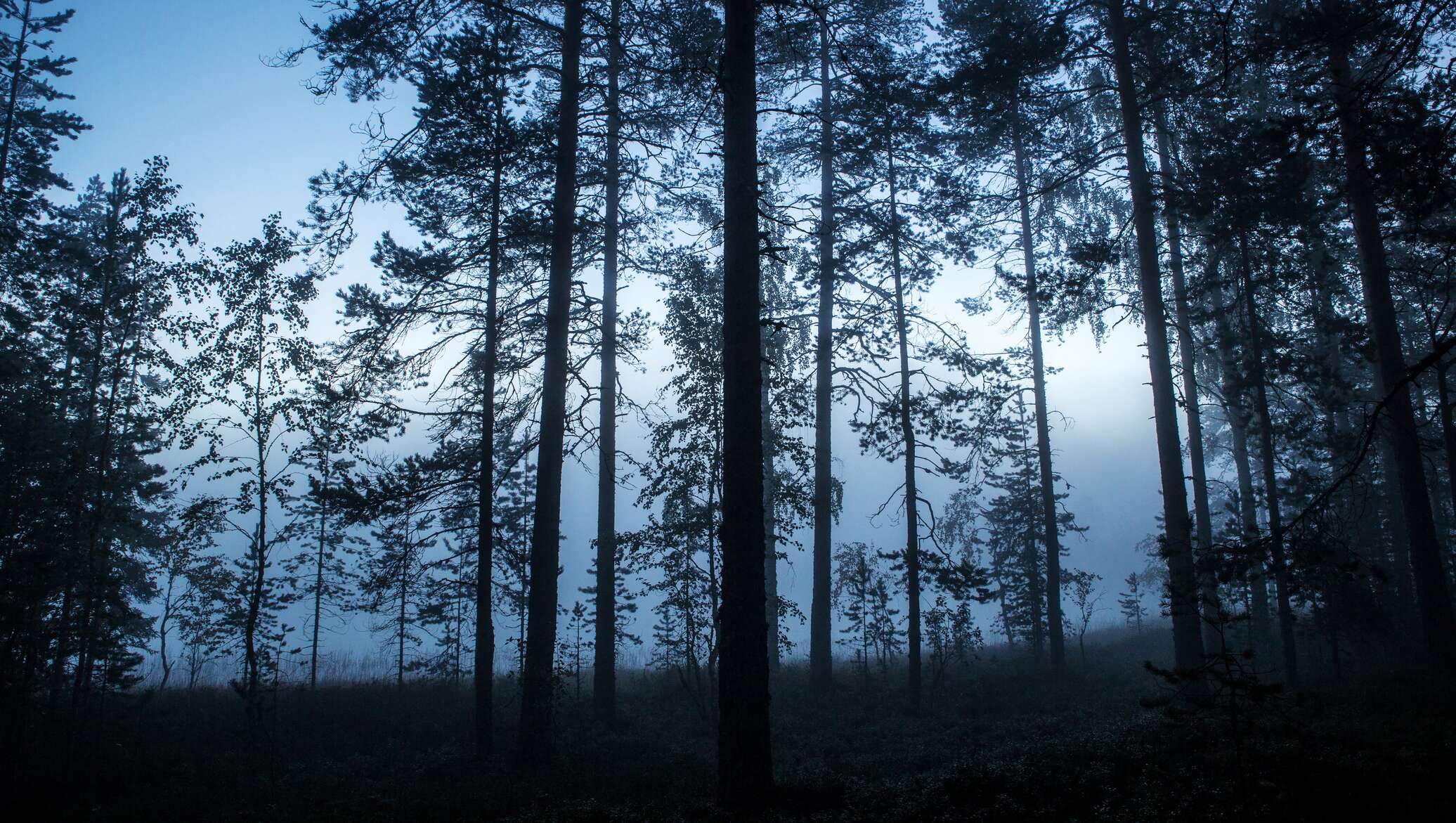 Lithuania Forest