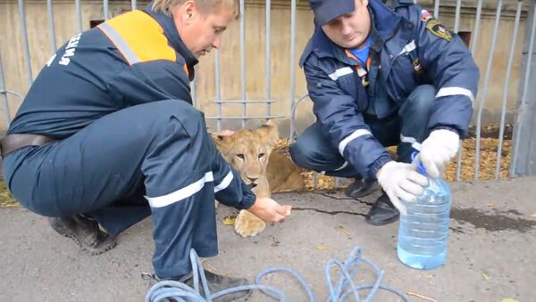 Хищник в центре Уфы: спасатели забрали найденного прохожим львенка - Sputnik Латвия