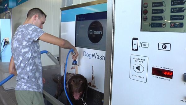 Ванная для собак, или Как в Нидерландах моют питомцев вместе с машинами - Sputnik Латвия