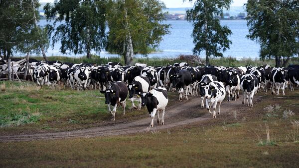 Govju bars. Foto no arhīva - Sputnik Latvija