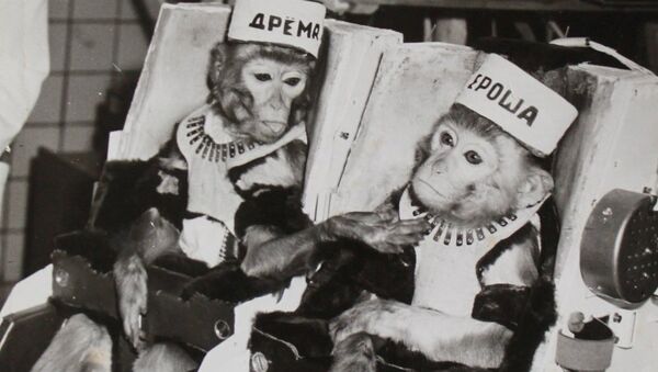 Архивное фото тренировки обезьян перед полетом в космос в Сухумском питомнике - Sputnik Латвия