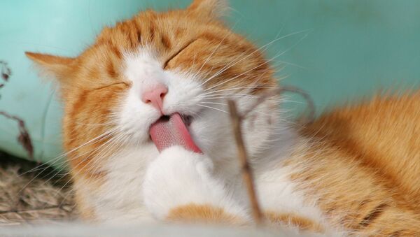 Специалисты выяснили, что нередко здоровая кошка мурлыкает рядом с находящимся радом больным в качестве терапии - Sputnik Латвия