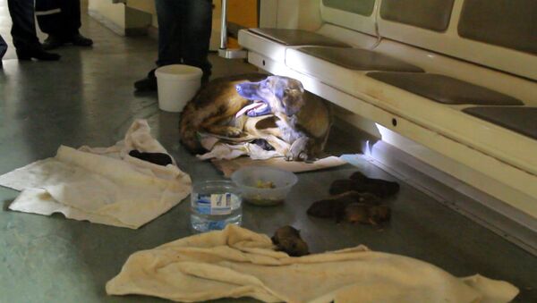 Хвостатые пассажиры: дворняжка родила девять щенков в вагоне метро - Sputnik Латвия