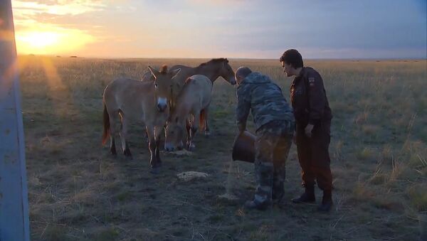 Путин покормил лошадей Пржевальского в заповеднике под Оренбургом - Sputnik Латвия