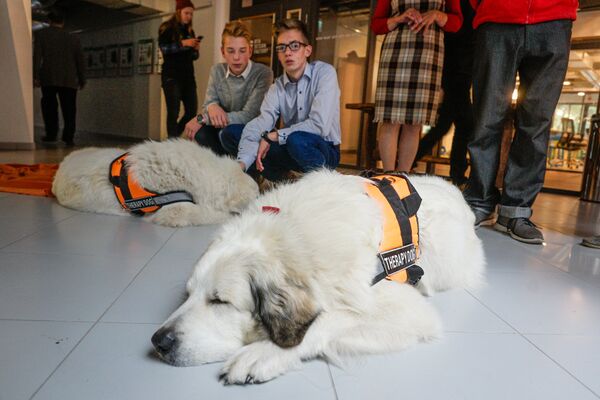 Общество канистерапии “Нежная собака” демонстрировала своих терапевтов породы пиринейская горная - Sputnik Латвия