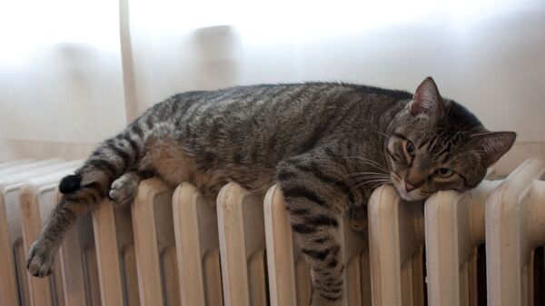 Kaķis uz radiatora. Foto no arhīva - Sputnik Latvija