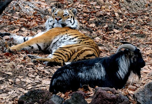 Козел и тигр в Приморском сафари-парке - Sputnik Латвия