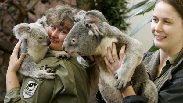 Edinburgas zooparks ir vienīgā organizācija Apvienotajā Karalistē un viena no nedaudzajām Eiropā, kas var palepoties ar koalām savā kolekcijā. Diviem tēviņiem un mātītei pat iestādīts liels eikaliptu dārzs. - Sputnik Latvija