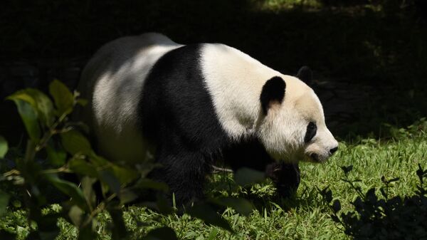 Panda Vašingtonas zooloģiskajā dārzā. Foto no arhīva - Sputnik Latvija