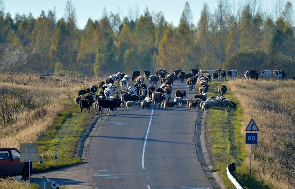 По нераспаханным полям пастухи гонят коров и овечек на зимовку - животные до весны на природу уже не выйдут По нераспаханным полям пастухи гонят коров и овечек на зимовку - животные до весны на природу уже не выйдут - Sputnik Латвия