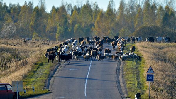 По нераспаханным полям пастухи гонят коров и овечек на зимовку - животные до весны на природу уже не выйдут - Sputnik Latvija