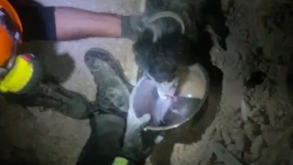 Пожарные поили водой спасенную из-под завалов собаку в городе Норча в Италии - Sputnik Латвия