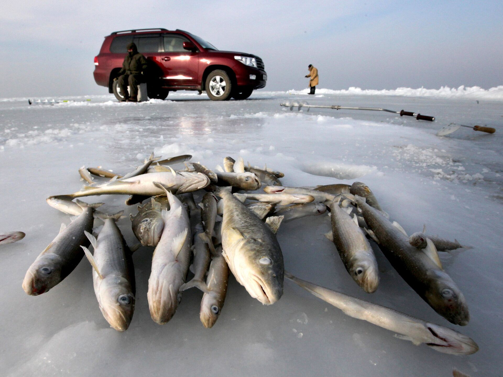Рыба чудского озера. Рыбалка на Чудском озере. Навага на льду. Ловля наваги.