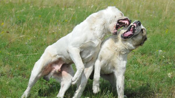 Собака бывает кусачей: агрессивных животных предлагают отбирать у владельцев